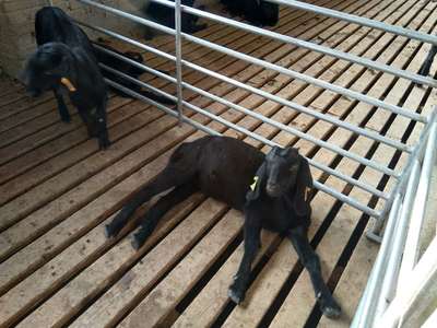 蕪湖努比亞黑山羊 家畜飼養(yǎng)的技術與實踐