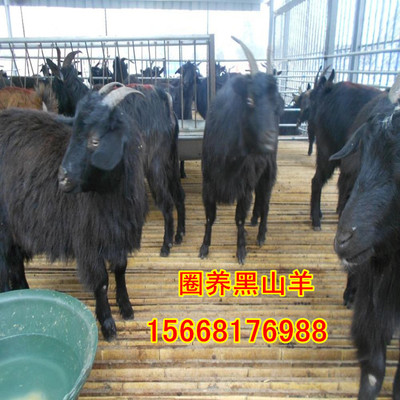 小尾寒羊的飼養指南