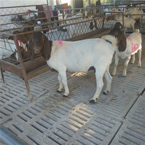 農作物秸稈養殖波爾山羊技術 快速生長、繁殖高效、品種優質、價格實惠、效益顯著