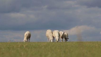 草原上的黨課 內蒙古“聽黨話、感黨恩、跟黨走”宣傳教育走進鄂溫克家畜飼養一線